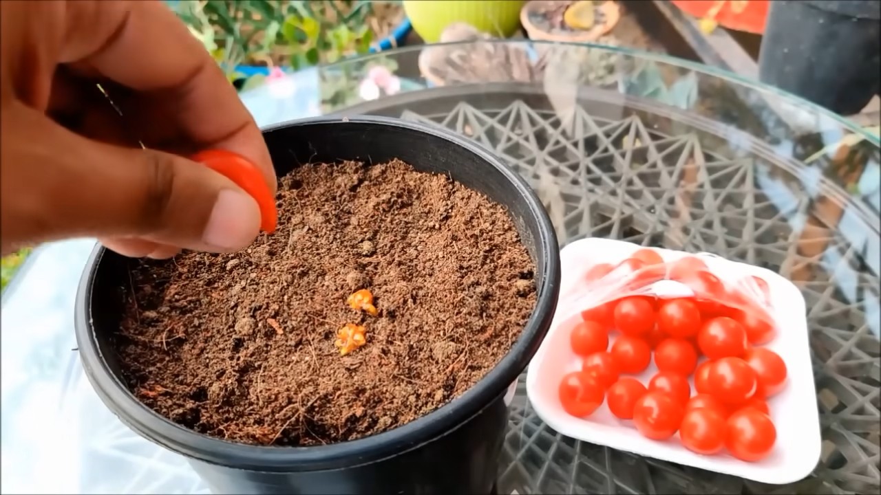 Kirschtomaten Anbau im Garten