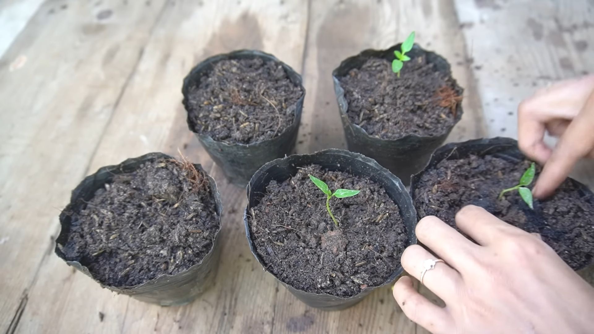 Paprika Anbau Anleitung
