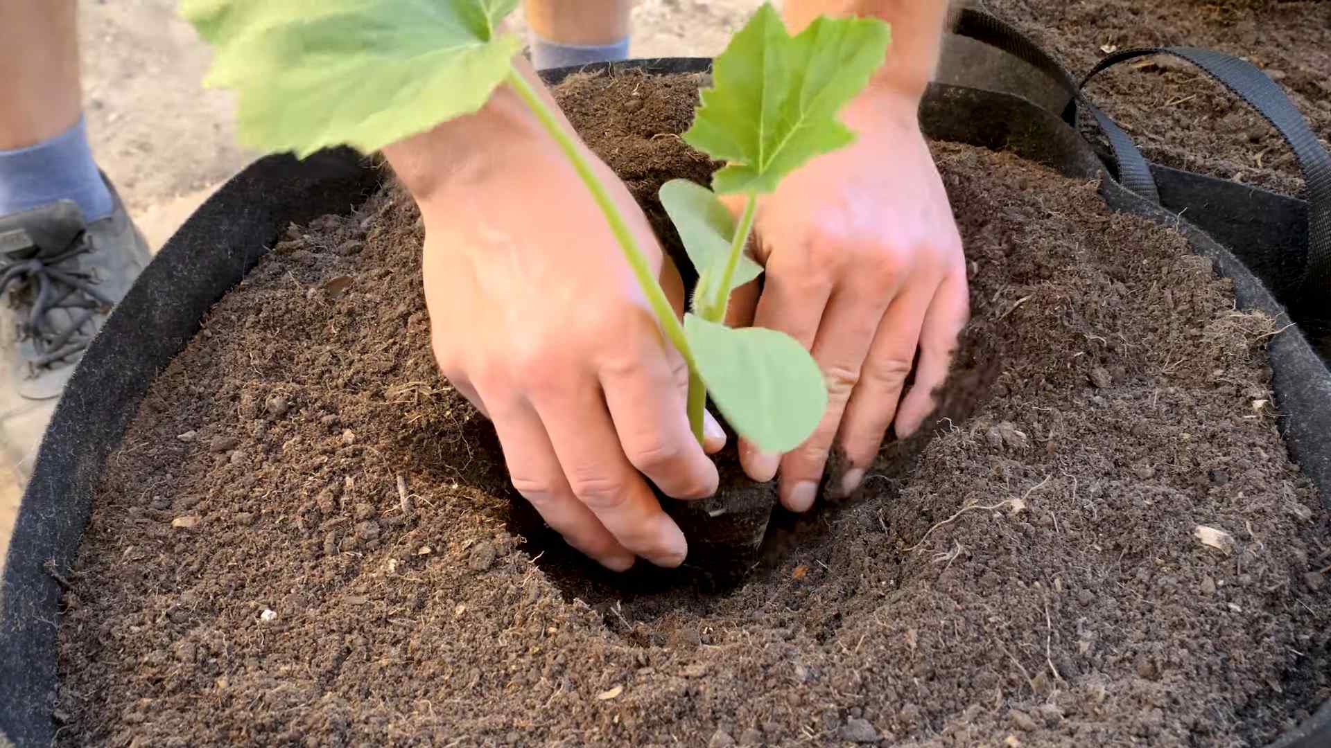Kürbisernte im Apartmentgarten