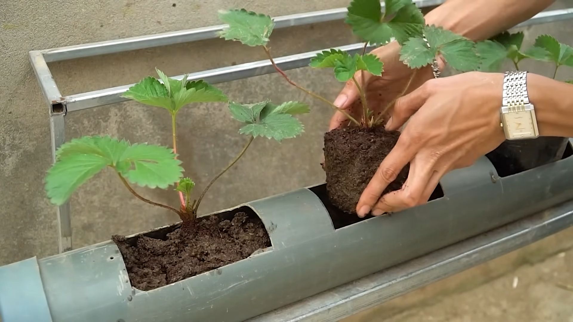 Wassersparende Erdbeeren anbauen