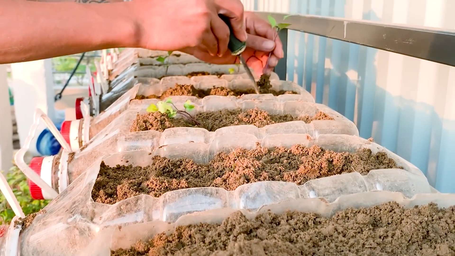Lila Kohlrabi Terrassenanbau