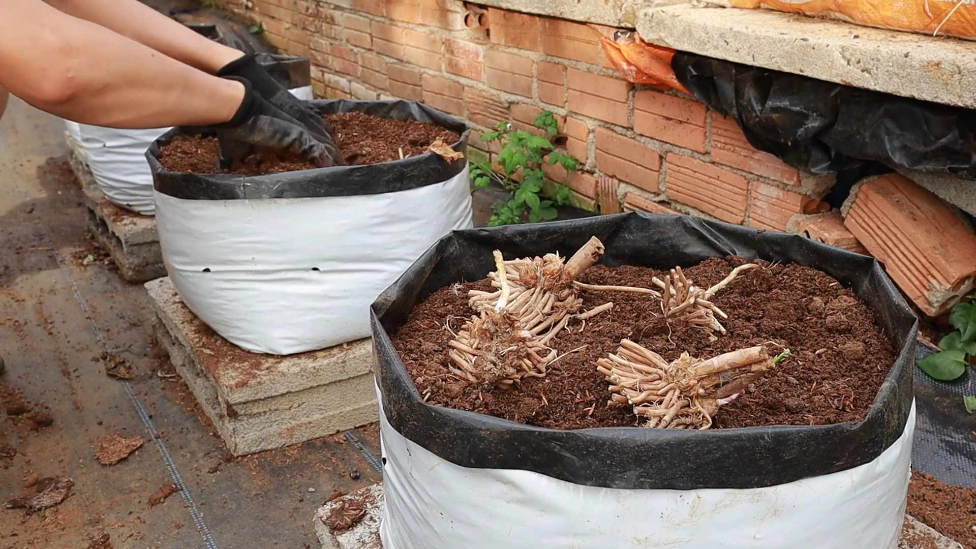 Spargel Anbauen im Garten