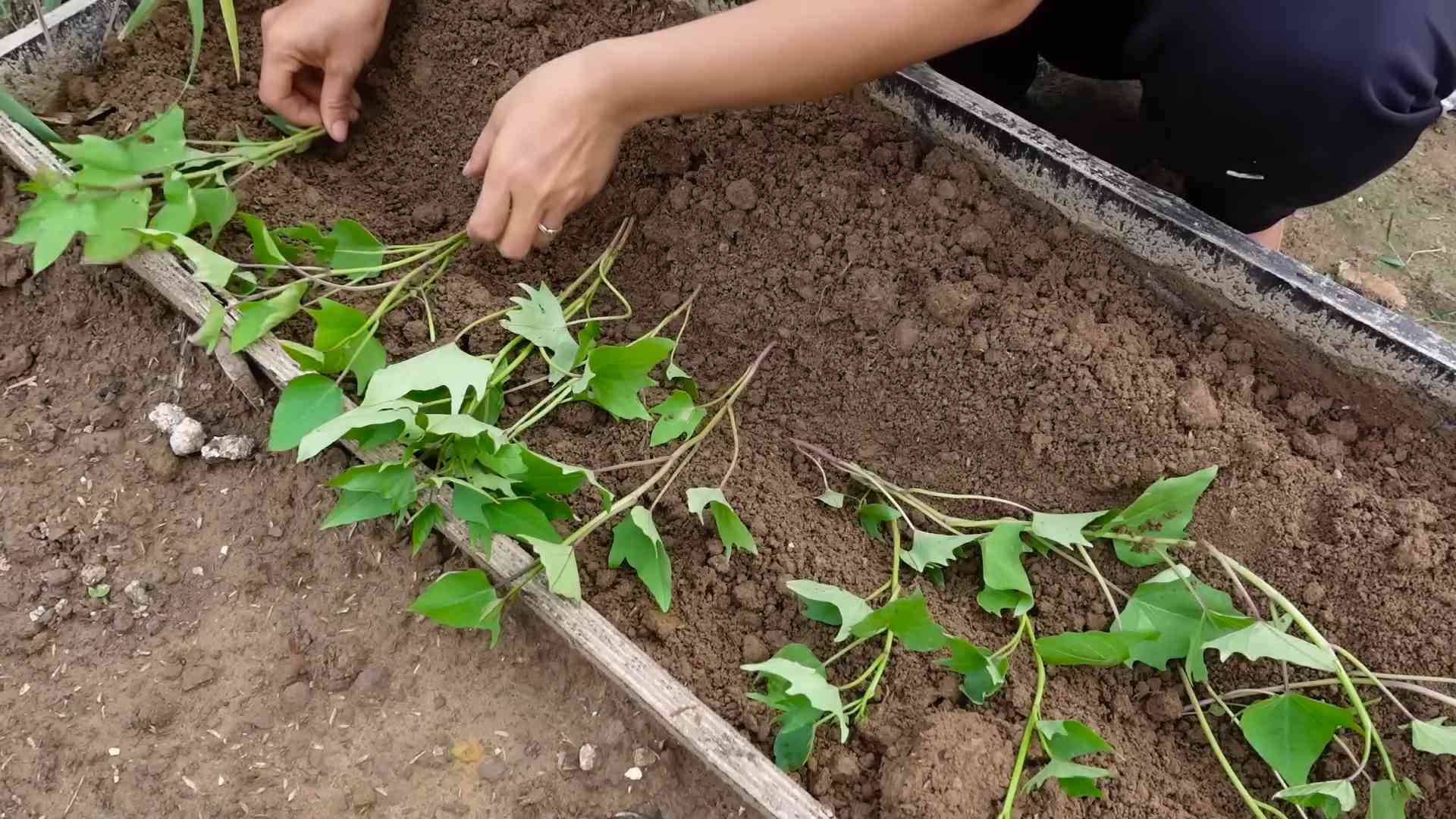 Süßkartoffeln anbauen Garten