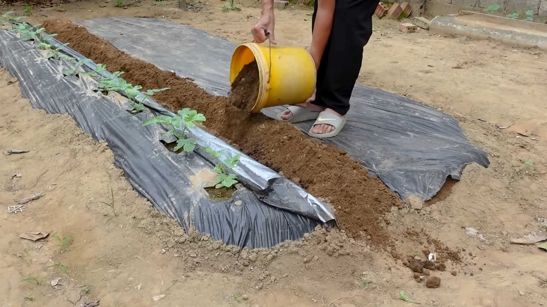 Wassermelone ernten im Garten