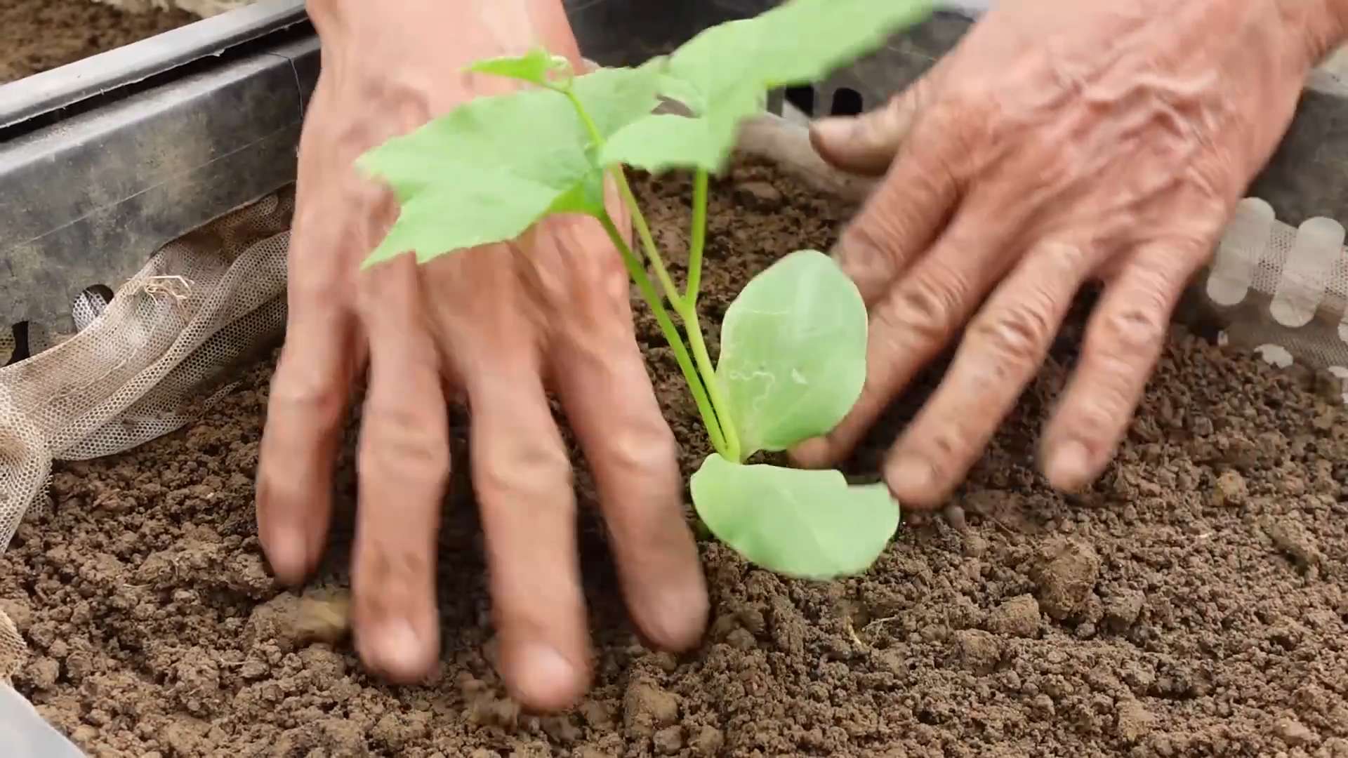 Luffa Gurke Anbau Kleiner Raum