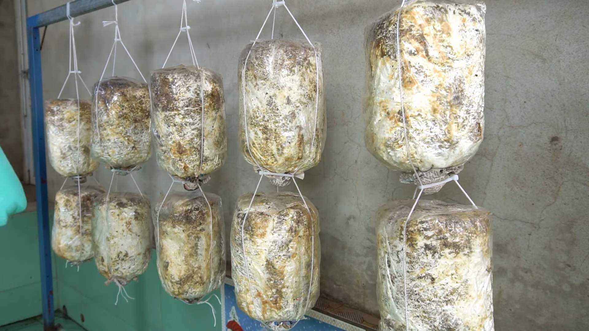 Pilze einfach selbst anbauen