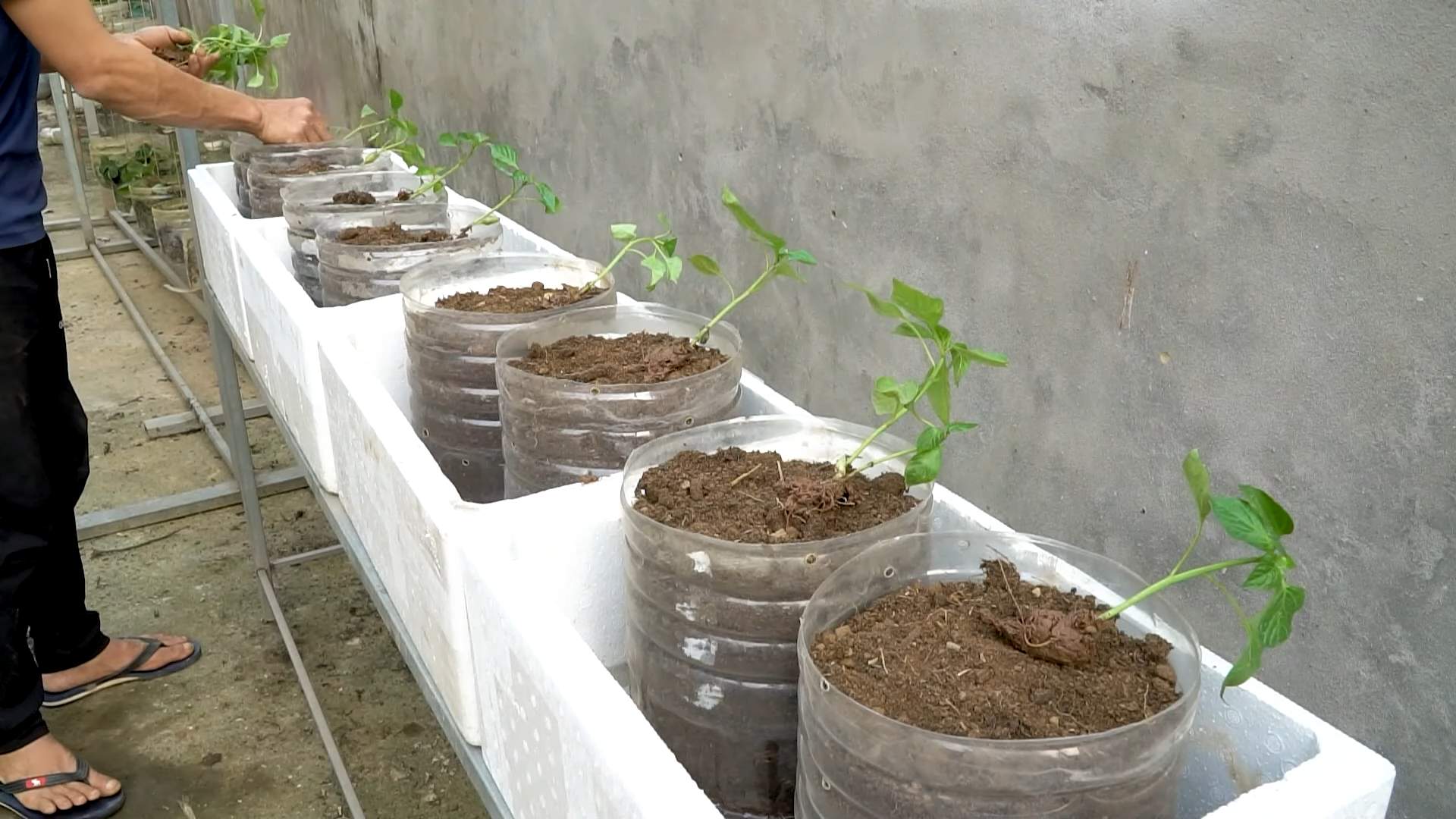 Seltene Paprika anbauen