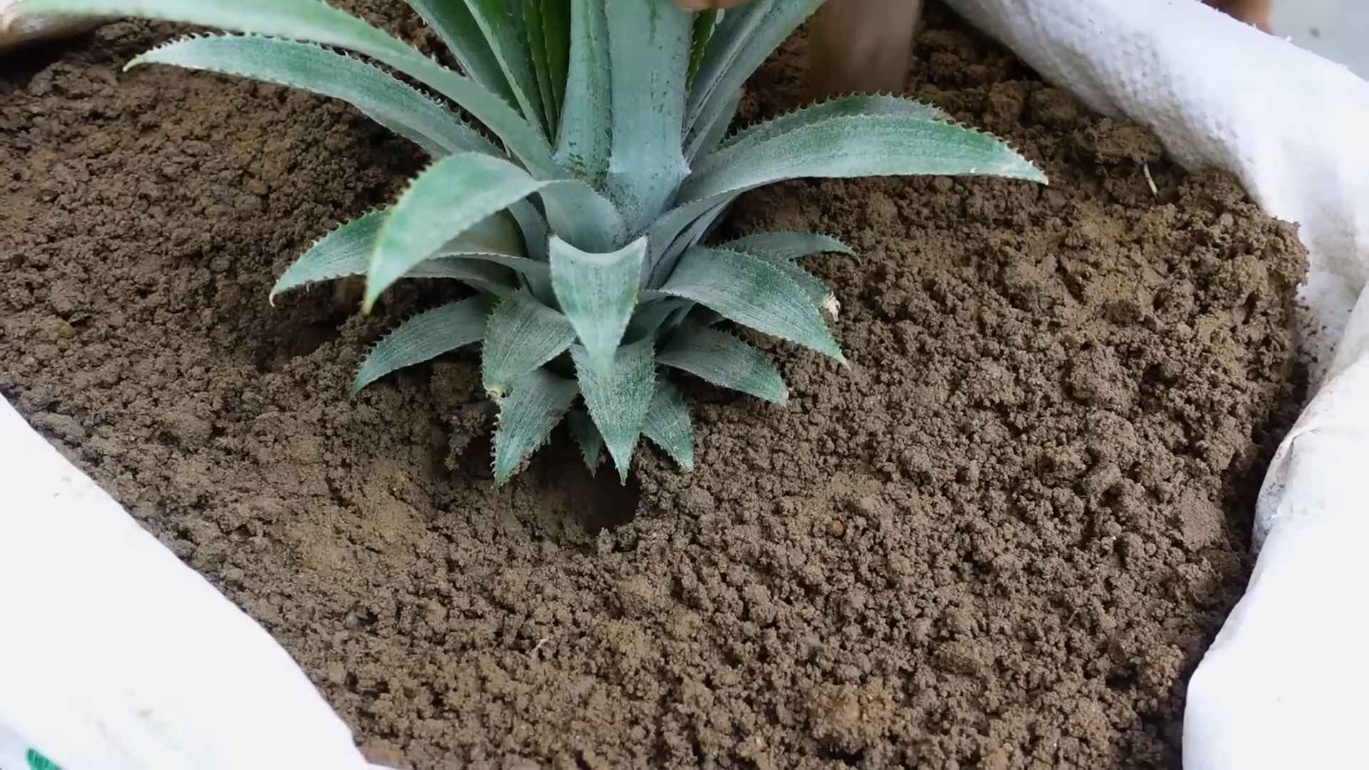 Ananas Pflanzen schnell ziehen