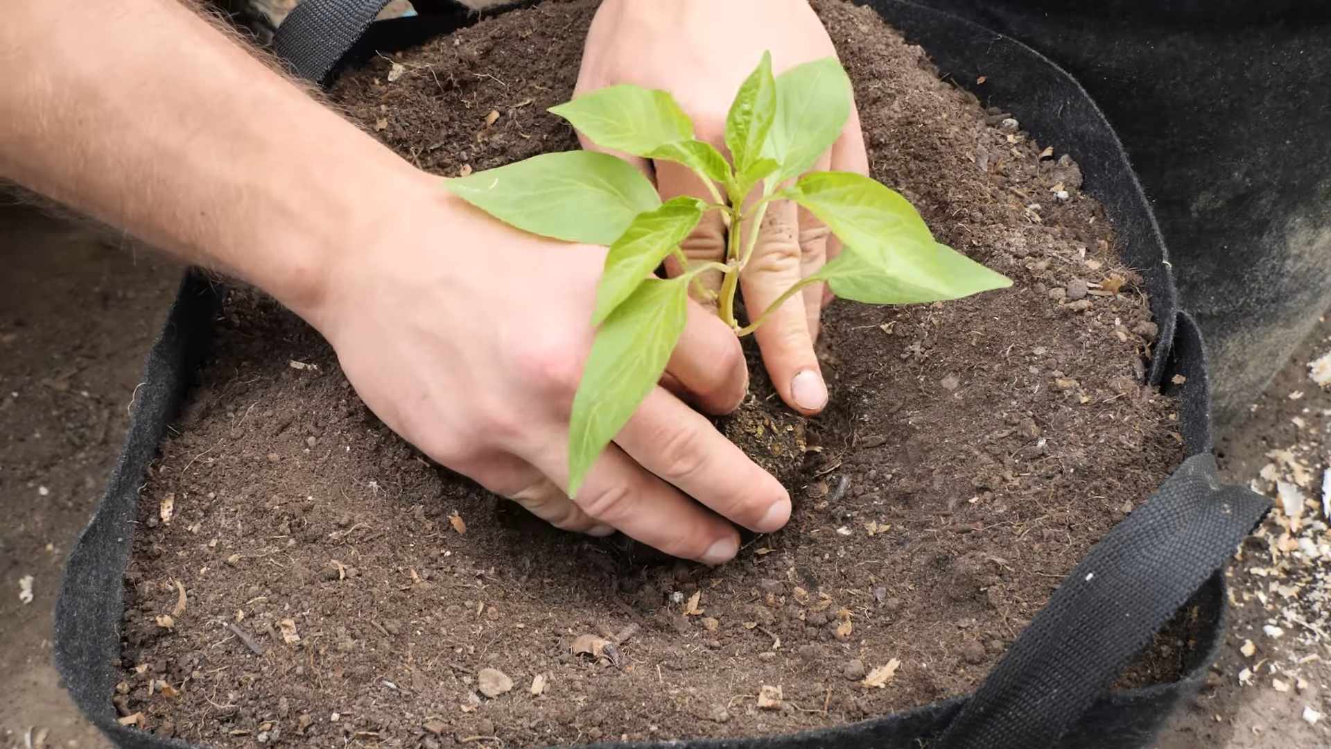 Paprika anbauen drinnen