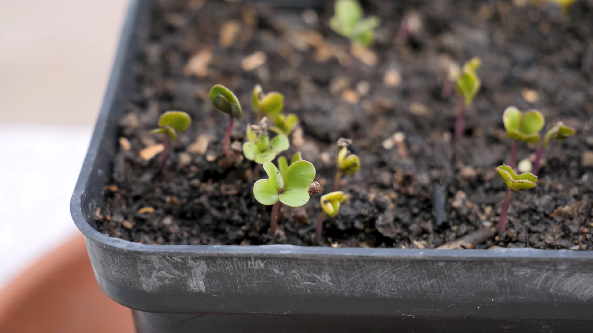 Rosenkohl Anbau Küche