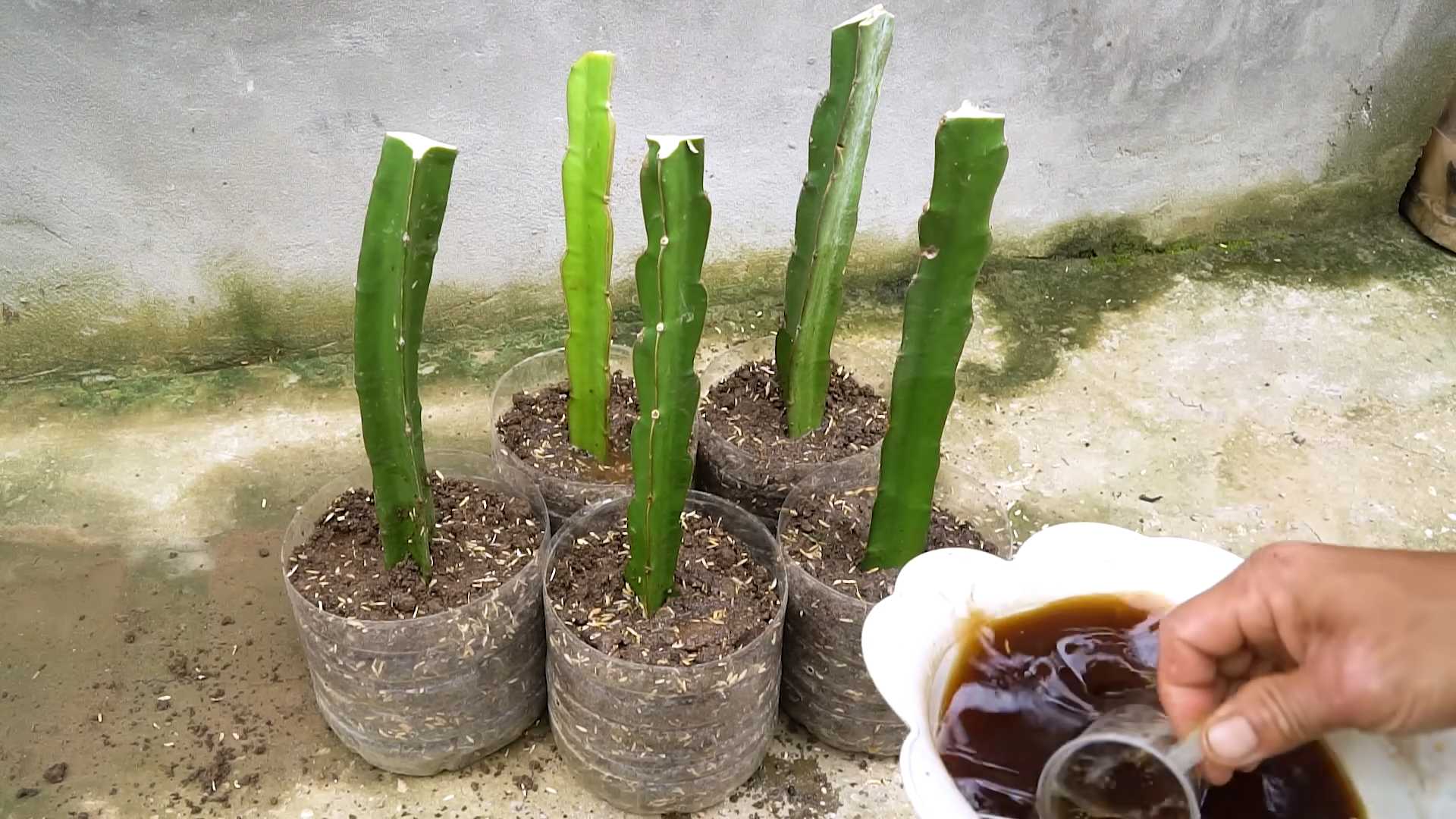 Drachenfrucht anbauen zu Hause
