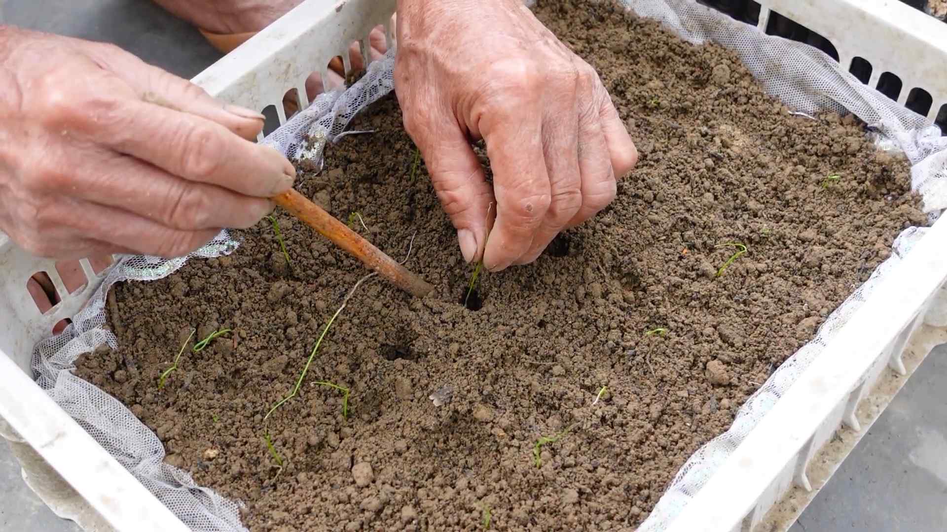 Lauch anbauen im Garten