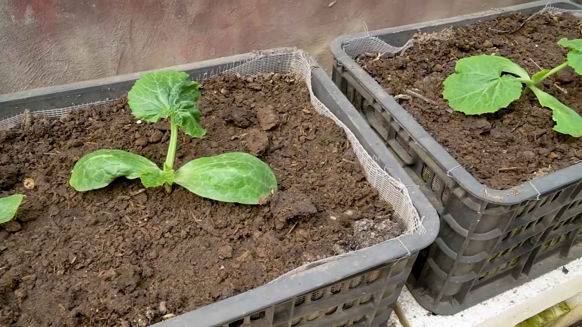 Zucchini Anbau Tipps Zuhause