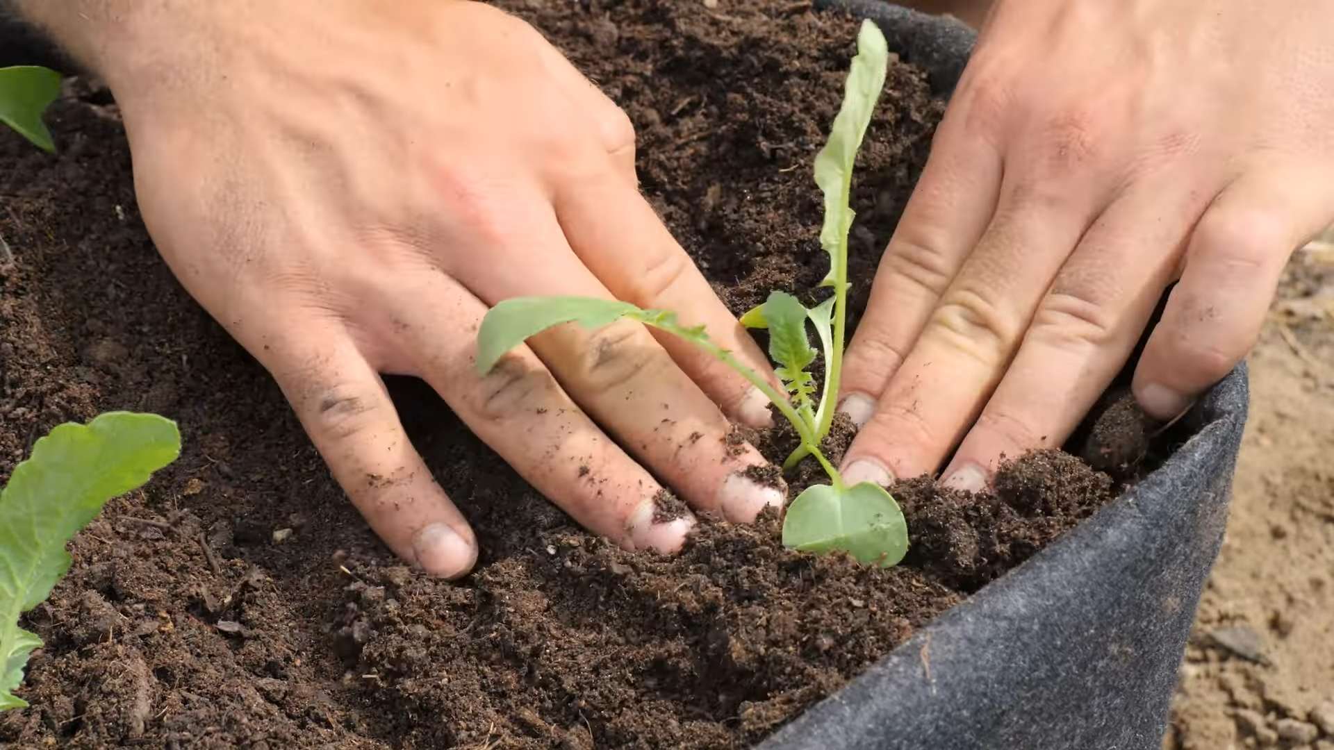 Radieschen Anbau im Topf