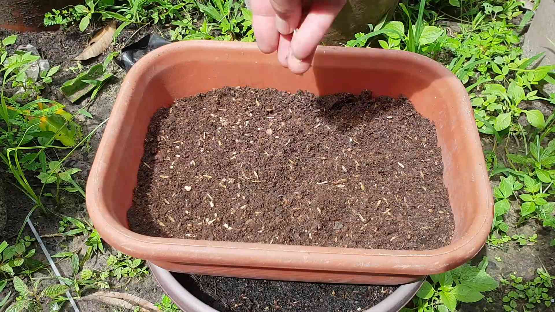 Tomatenpflanze in der Küche