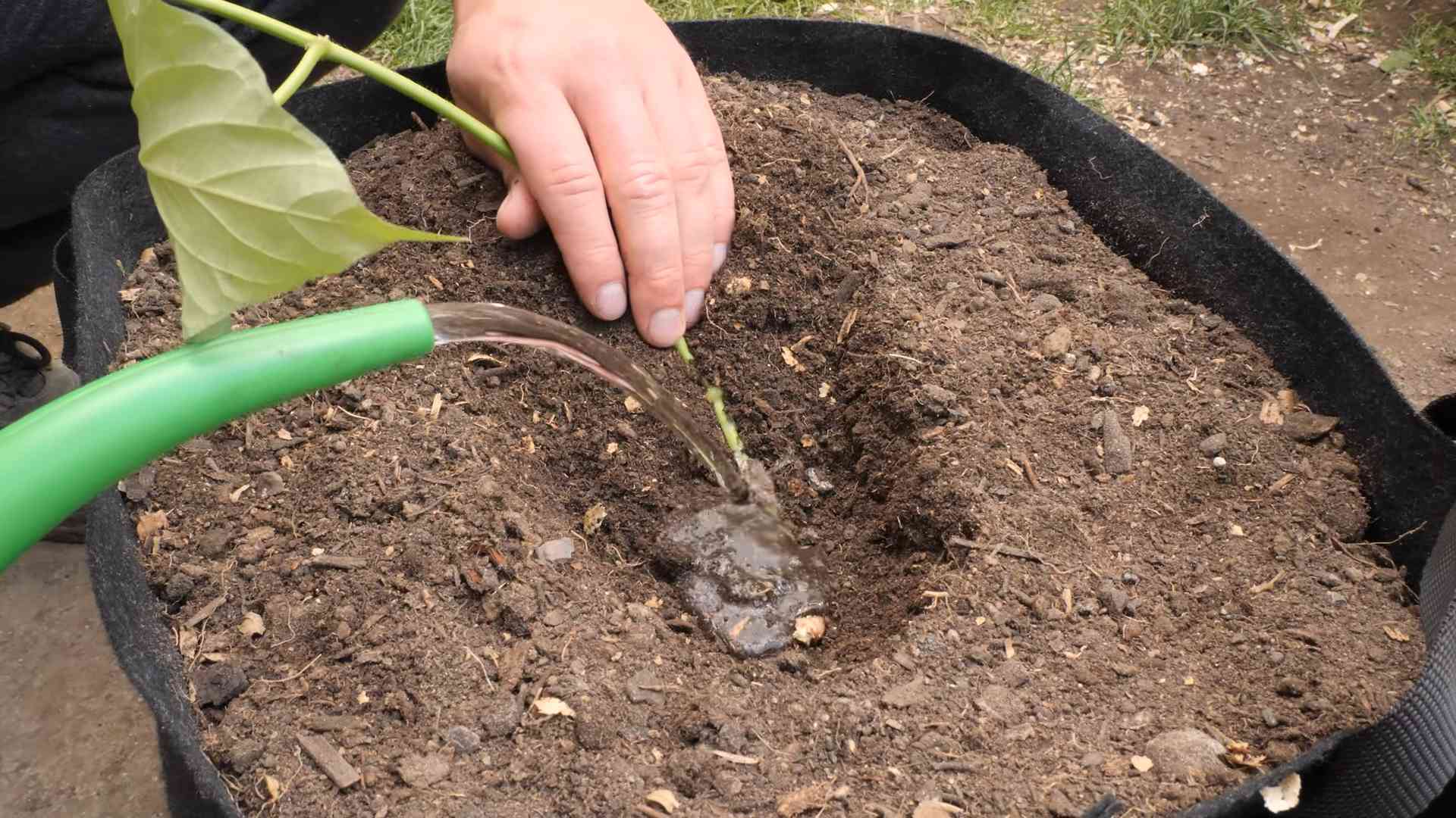 Süßkartoffeln einfach selbst anbauen