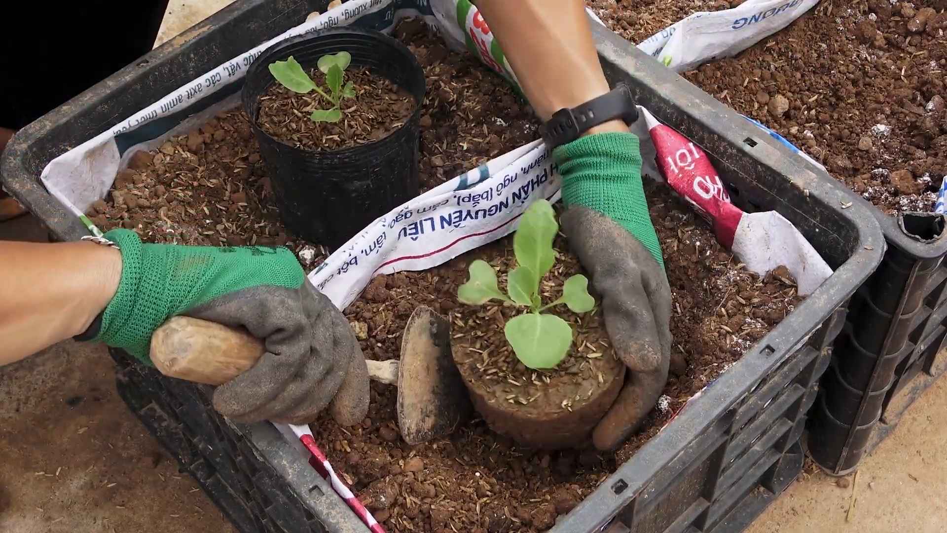 Kohl Anzucht aus Samen
