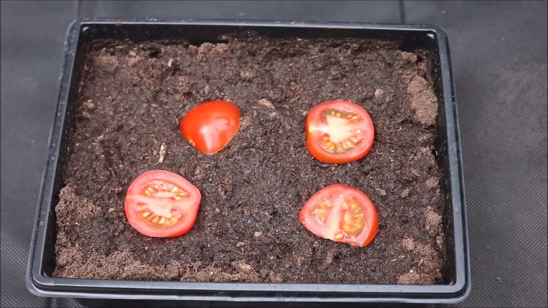 Tomaten aus Früchten ziehen