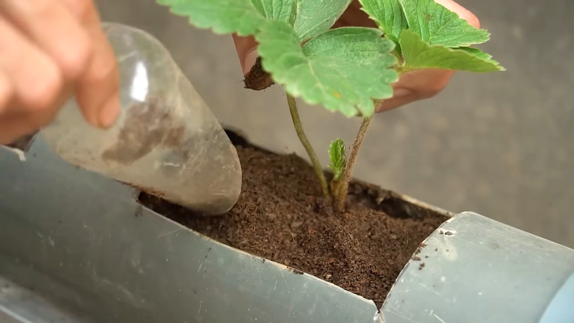 Erdbeeren Indoor Anbauen