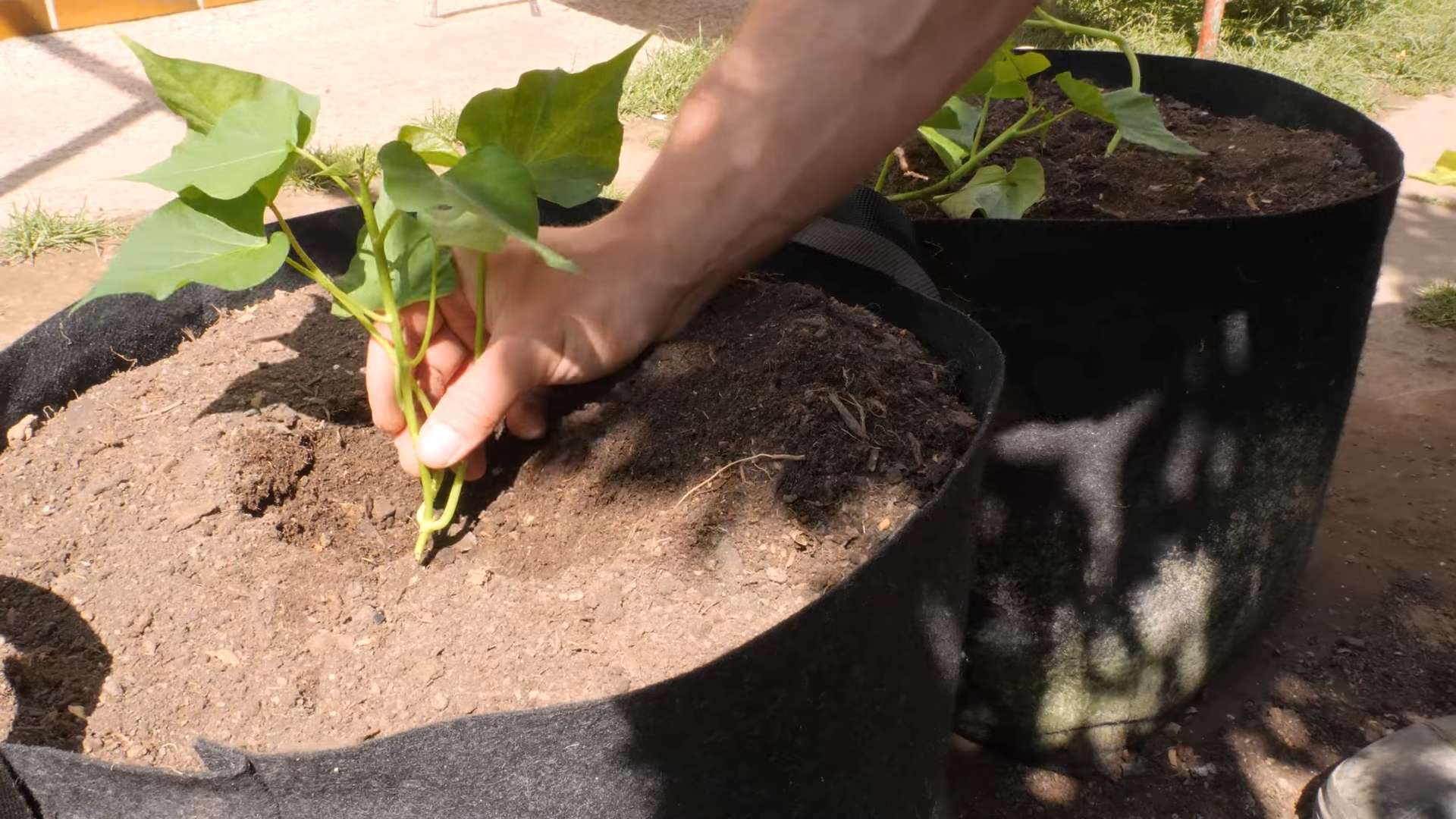 Süßkartoffeln anbauen DIY