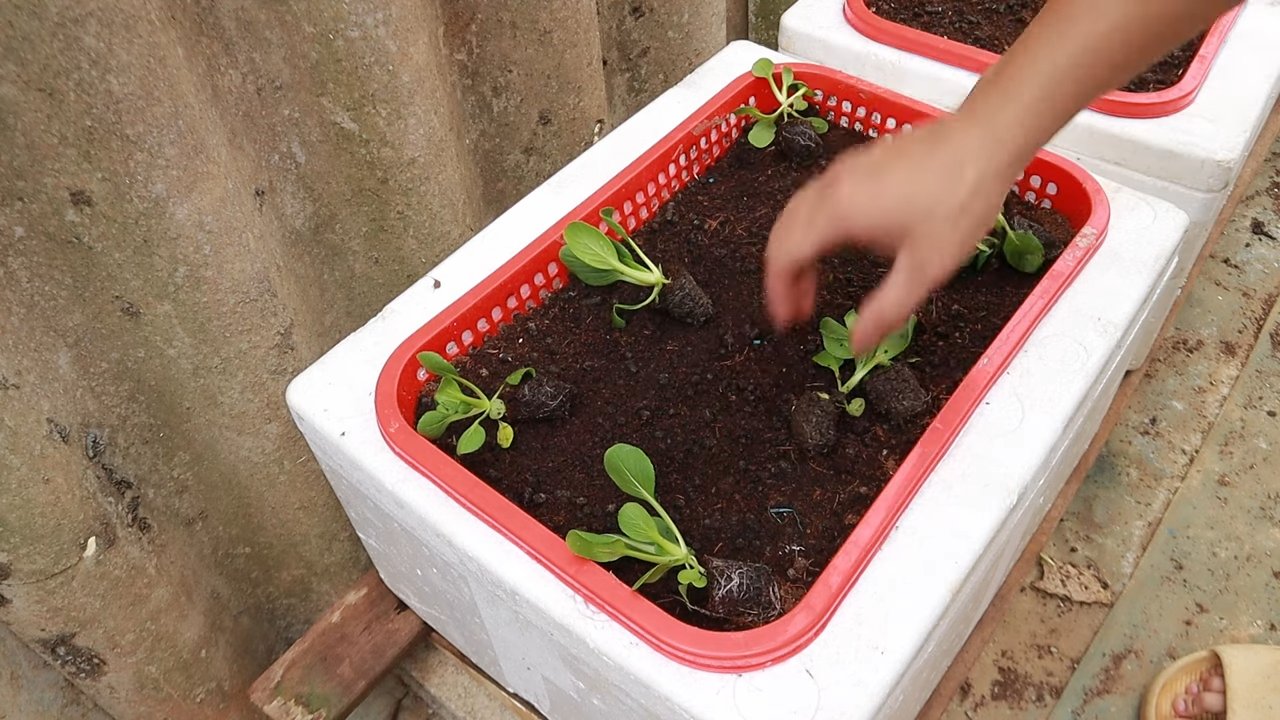 Bok Choy Anbau Küche