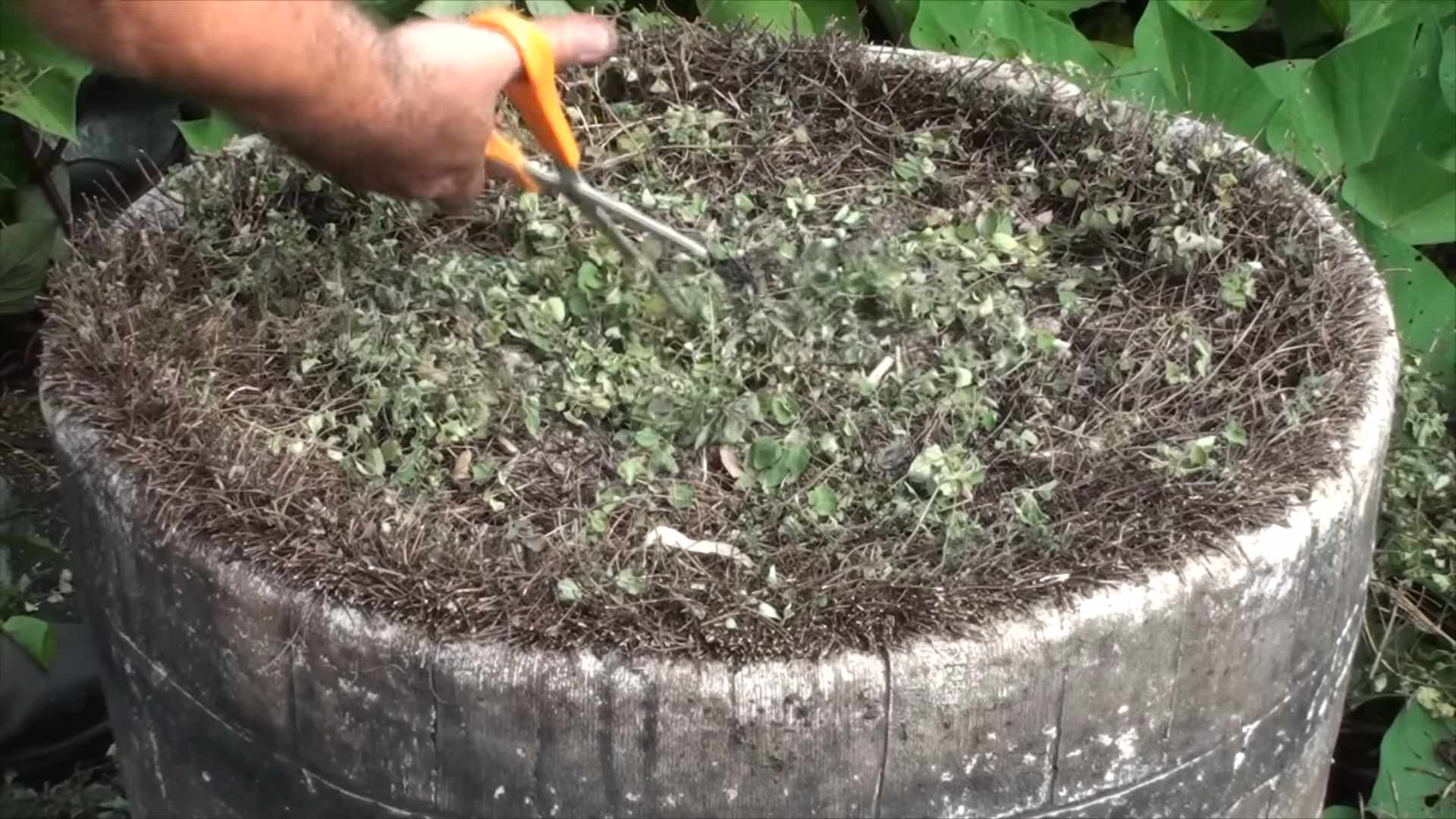 Oregano Anbau drinnen
