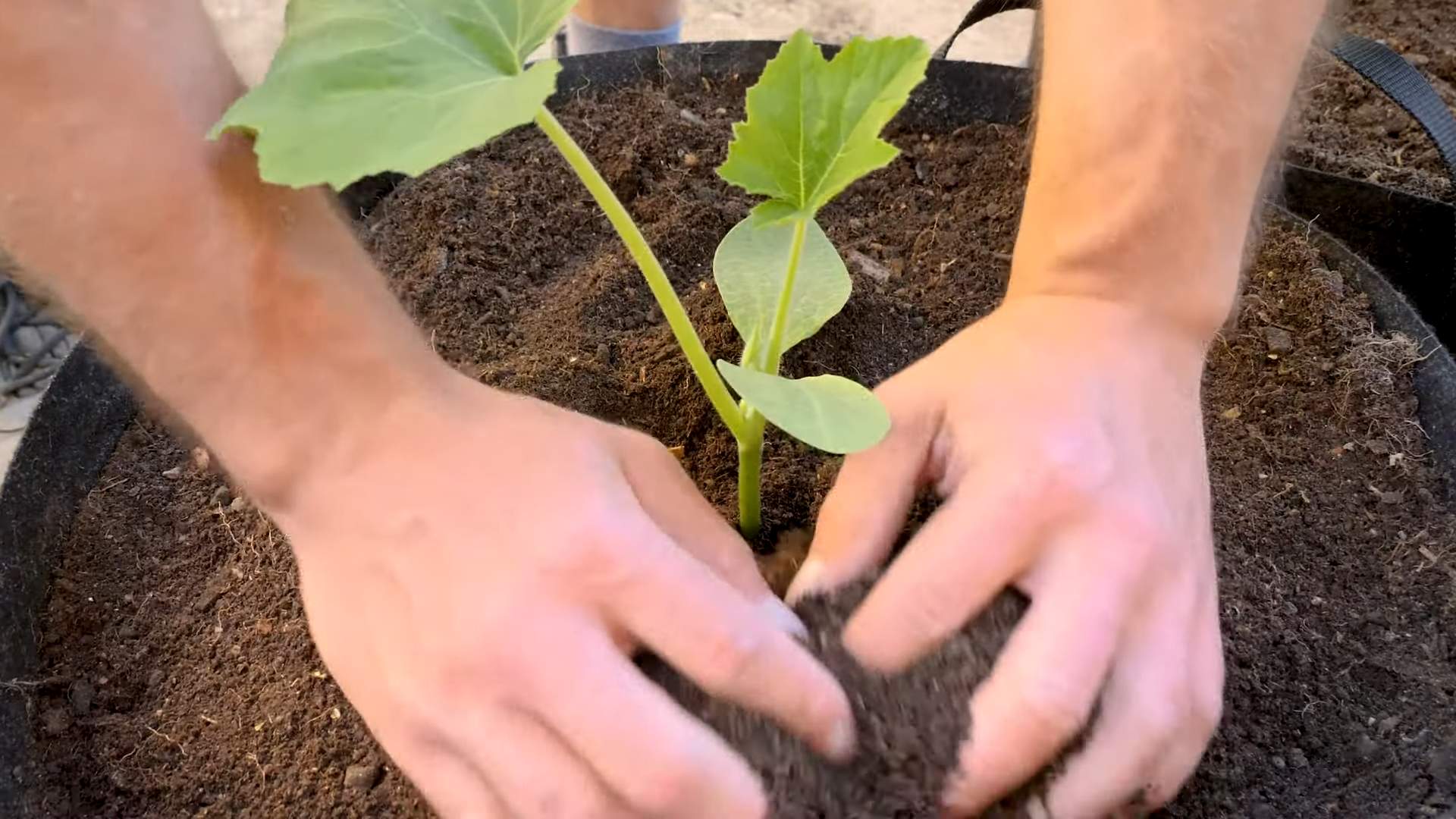 Sommer Kürbis Anbau Anfänger