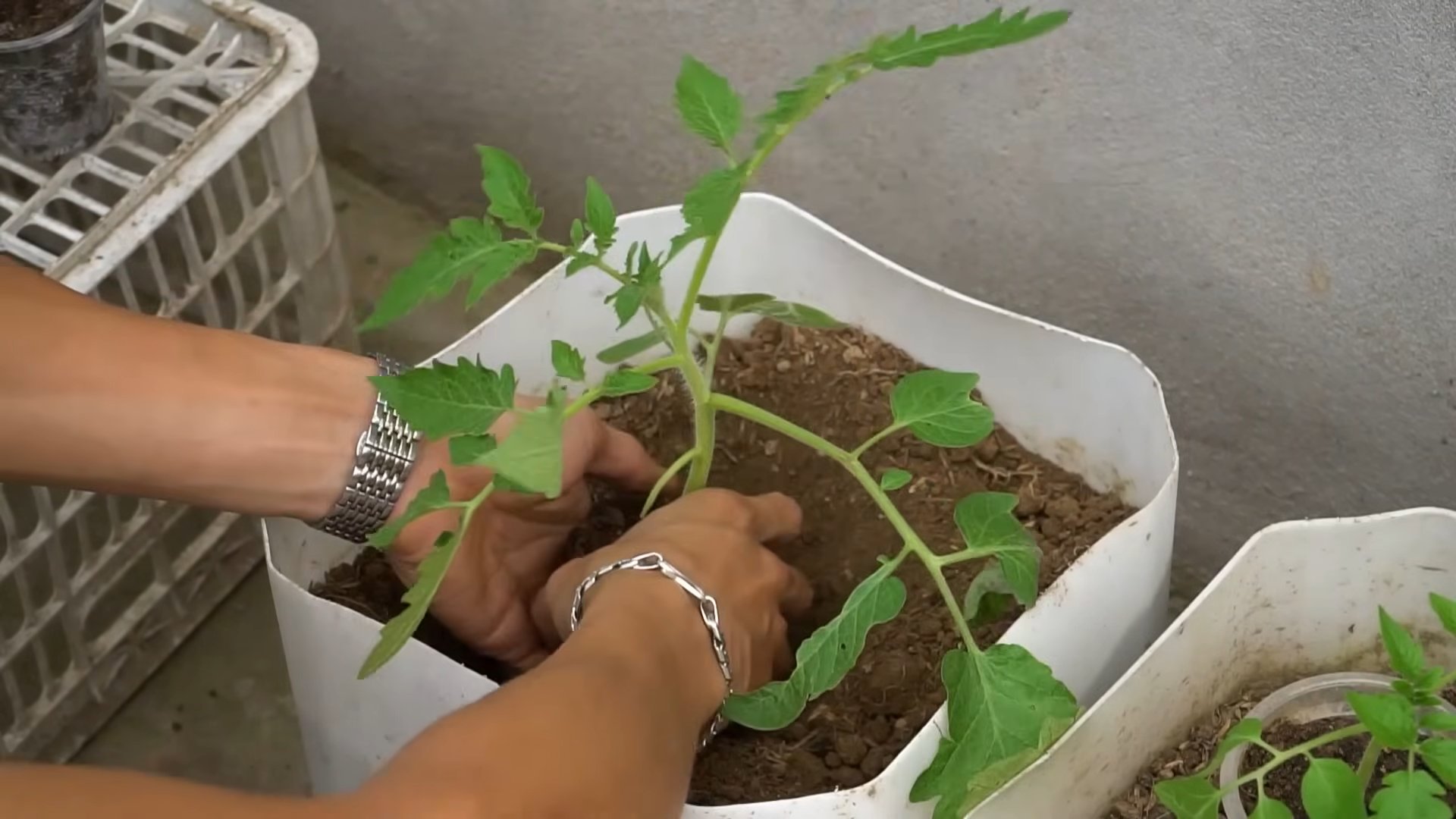 Tomatenpflanzen richtig beschneiden