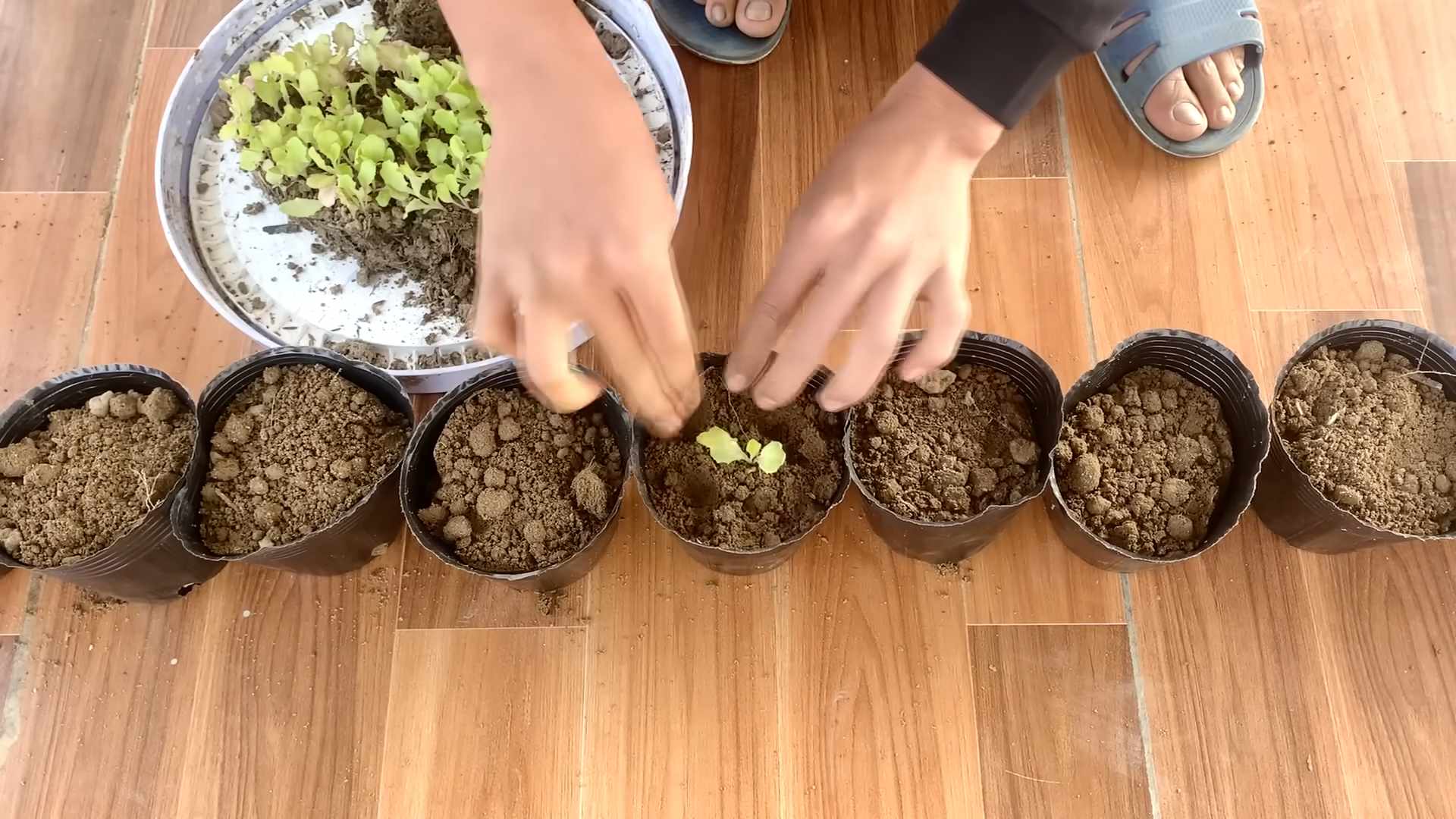 Salat zu Hause anbauen