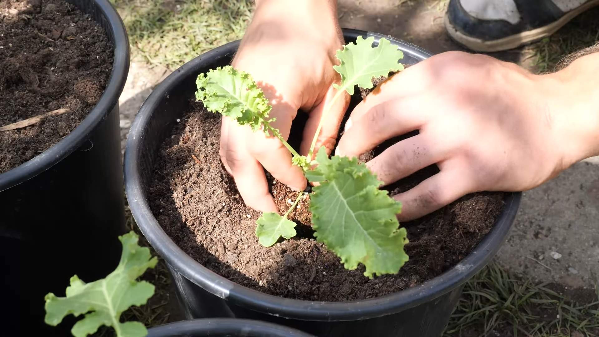 Grünkohl Anbau aus Samen