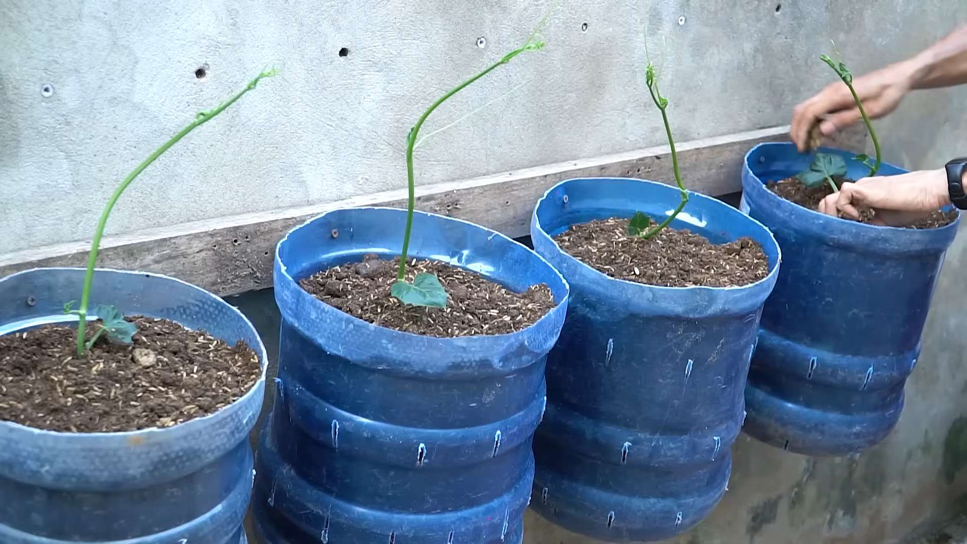 Chayote Anbau im eigenen Garten