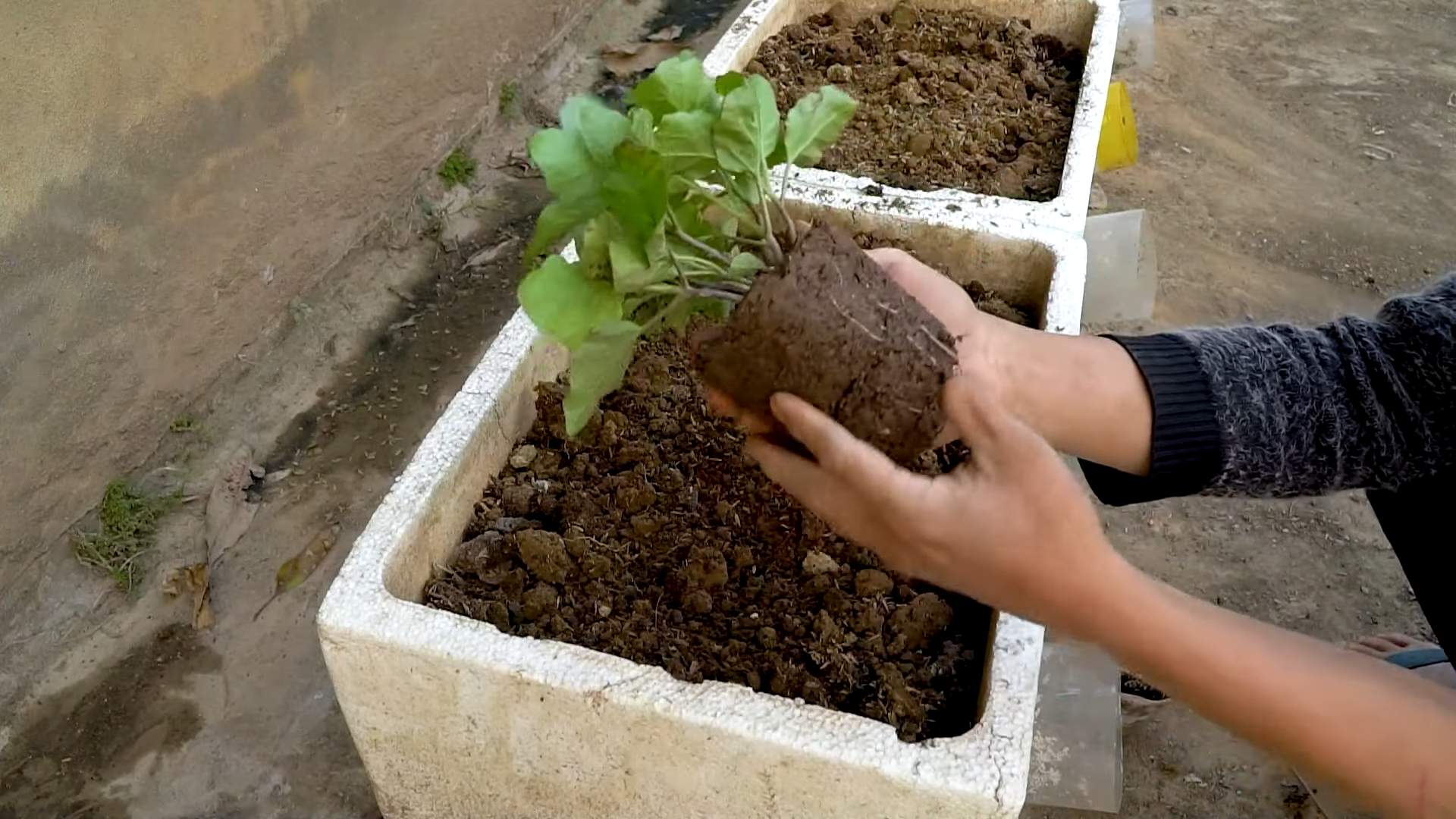 Auberginen Anbau Tipps Zuhause