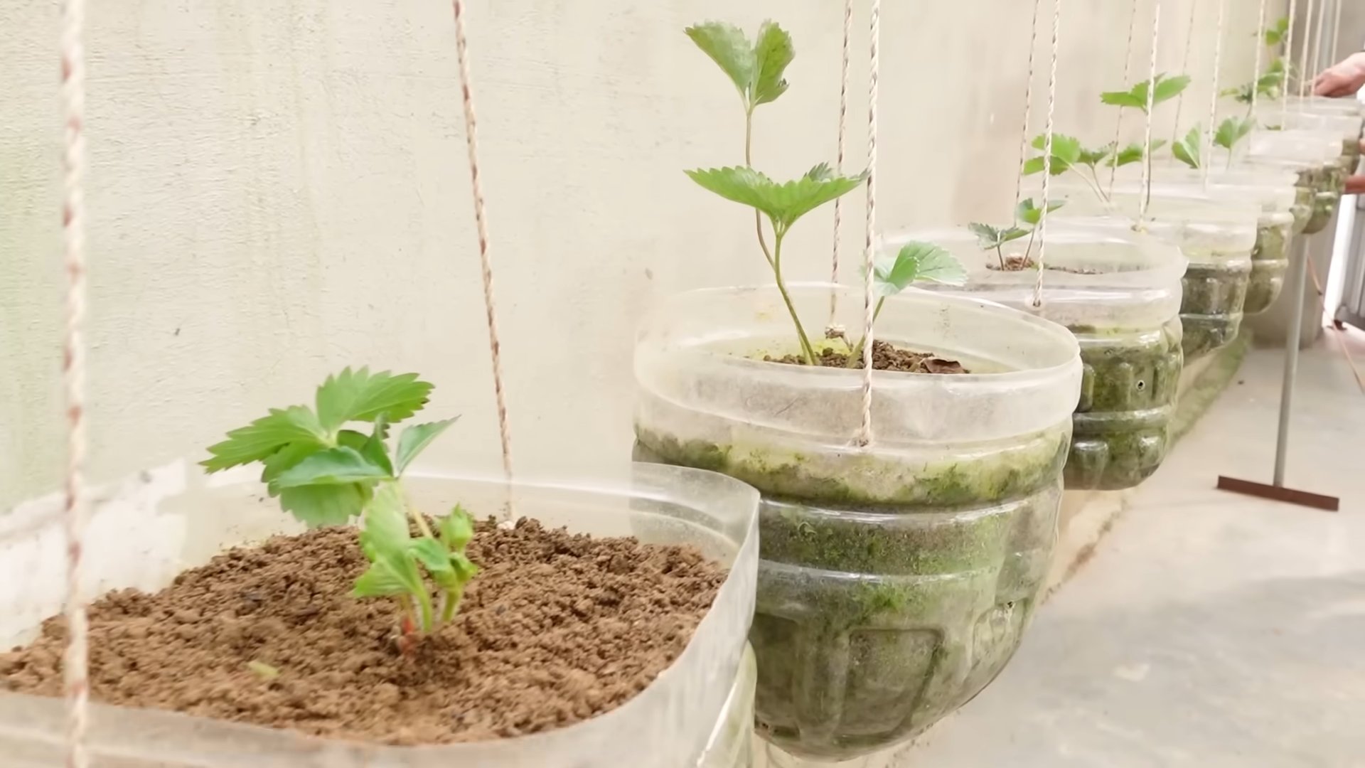 Erdbeeren im Garten anbauen