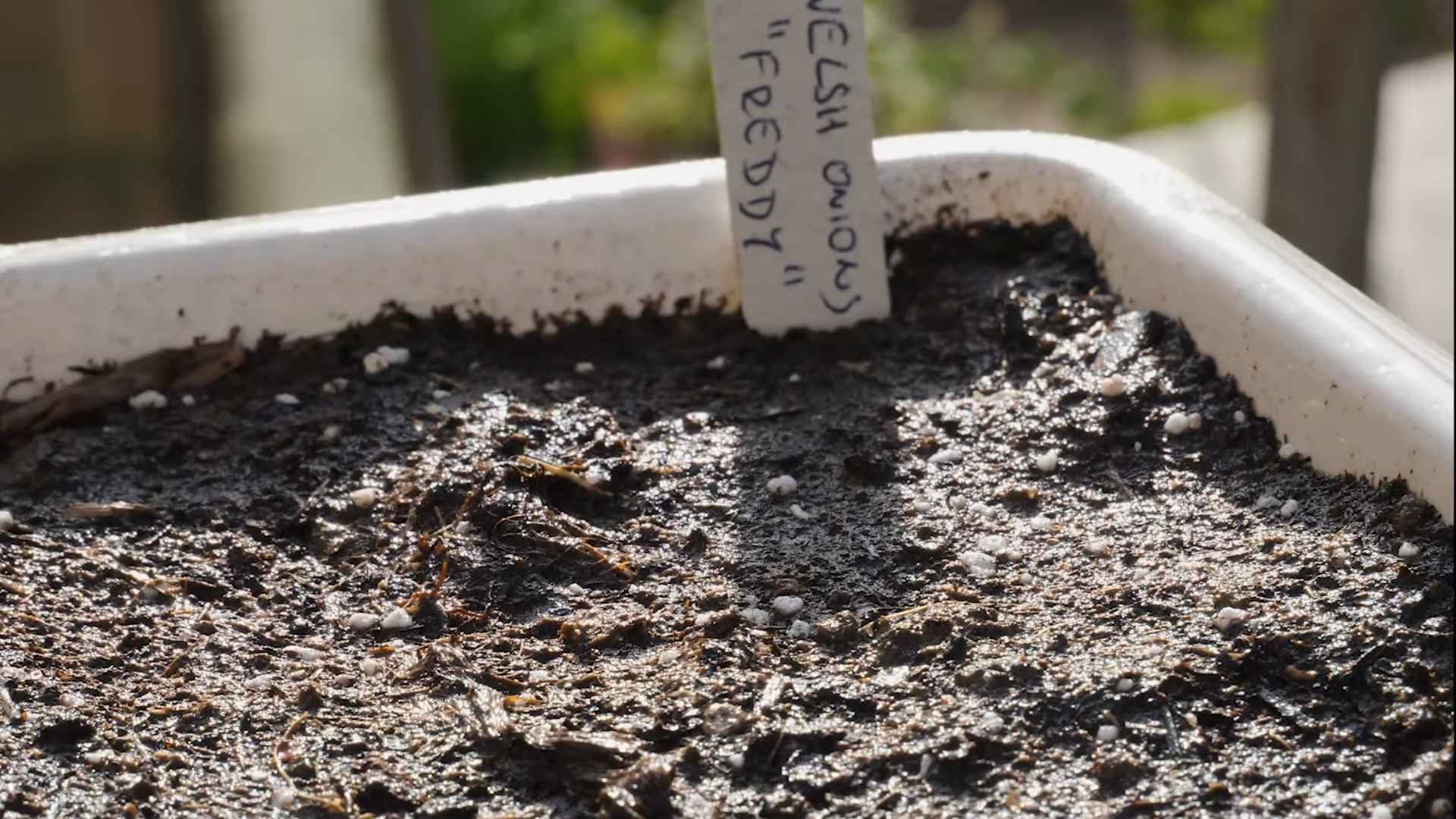 Schnittlauch im Topf anpflanzen