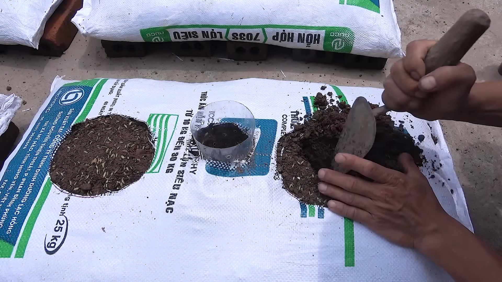 Wassermelone ernten im eigenen Garten