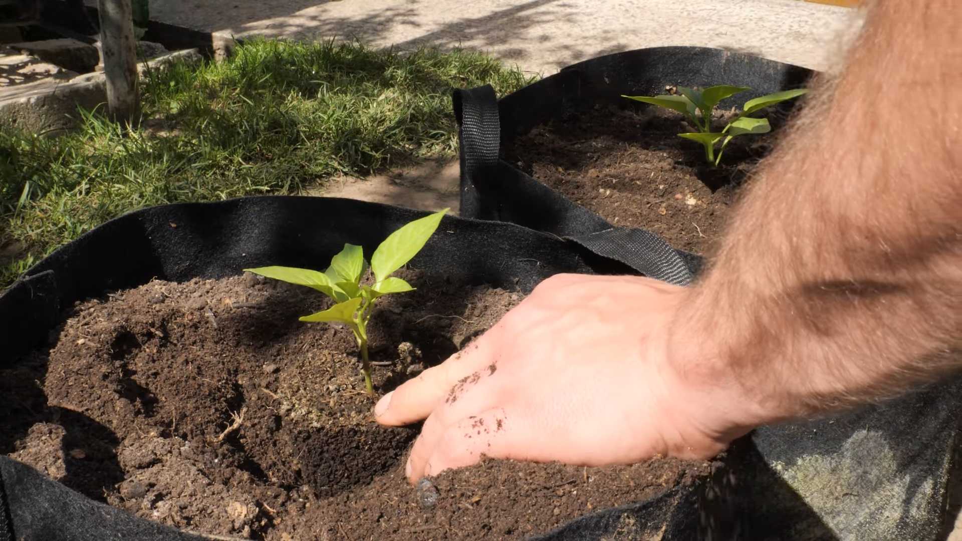 Paprika Anbau im Garten